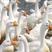 大白鹅苗质量保证诚信经营，包疫苗，包存活包运输