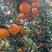 中华红血橙，产地发货，农户一手货源，看园采园，质量保证