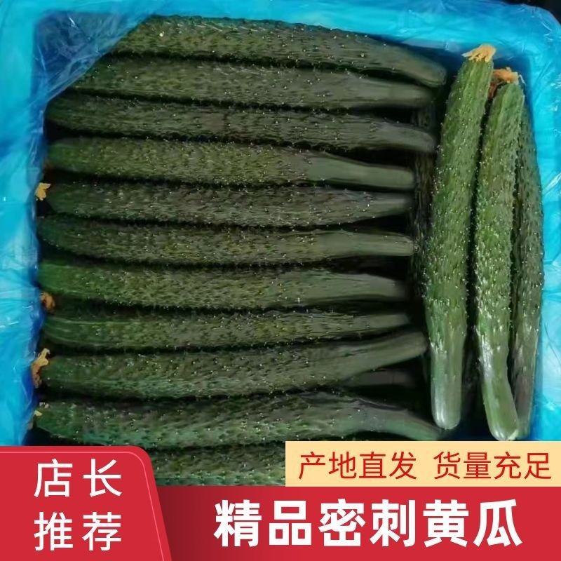 河南密刺黄瓜，油瓜，扶贫示范基地，精挑细选，次坏包赔