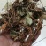 虎耳草虎儿草姬虎耳草保证正品不满意可退换货
