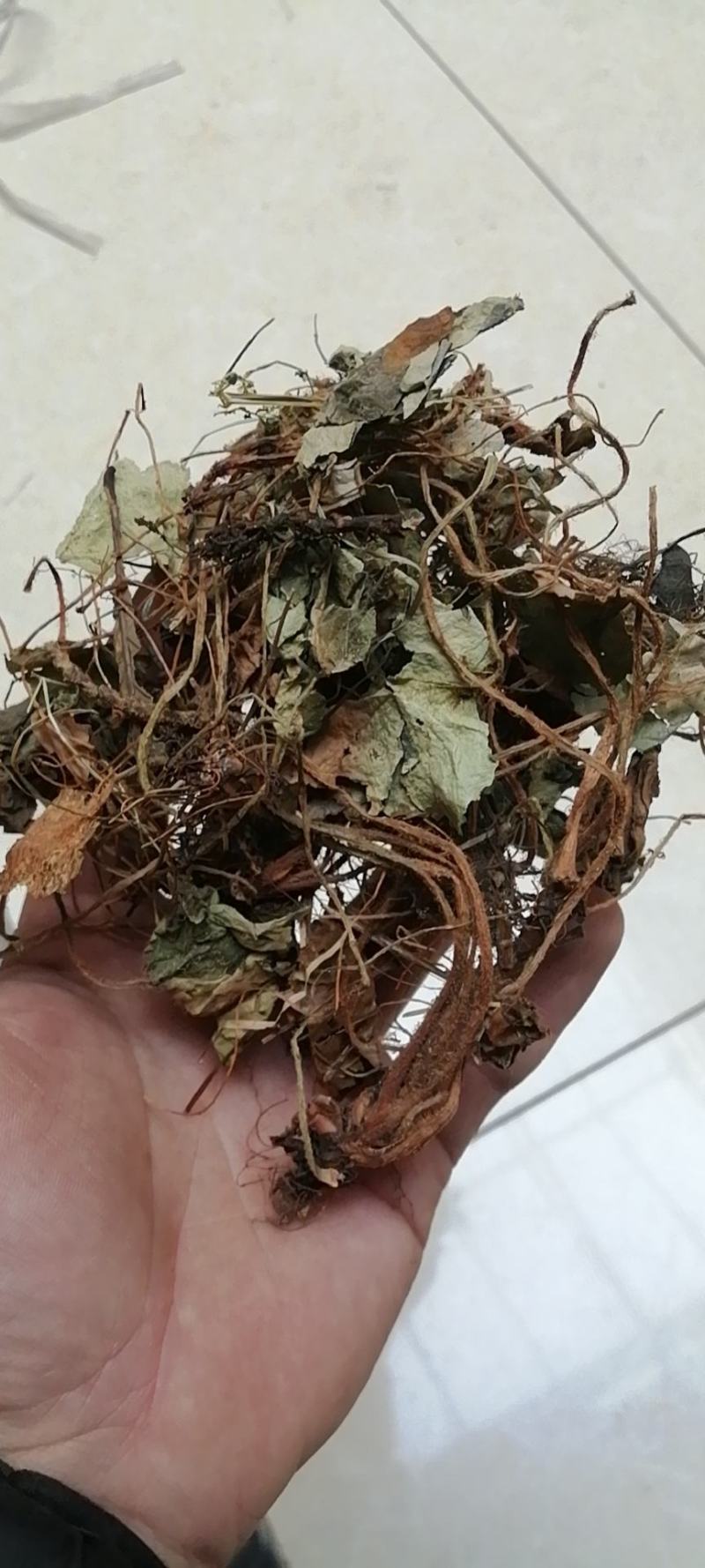 虎耳草虎儿草姬虎耳草保证正品不满意可退换货