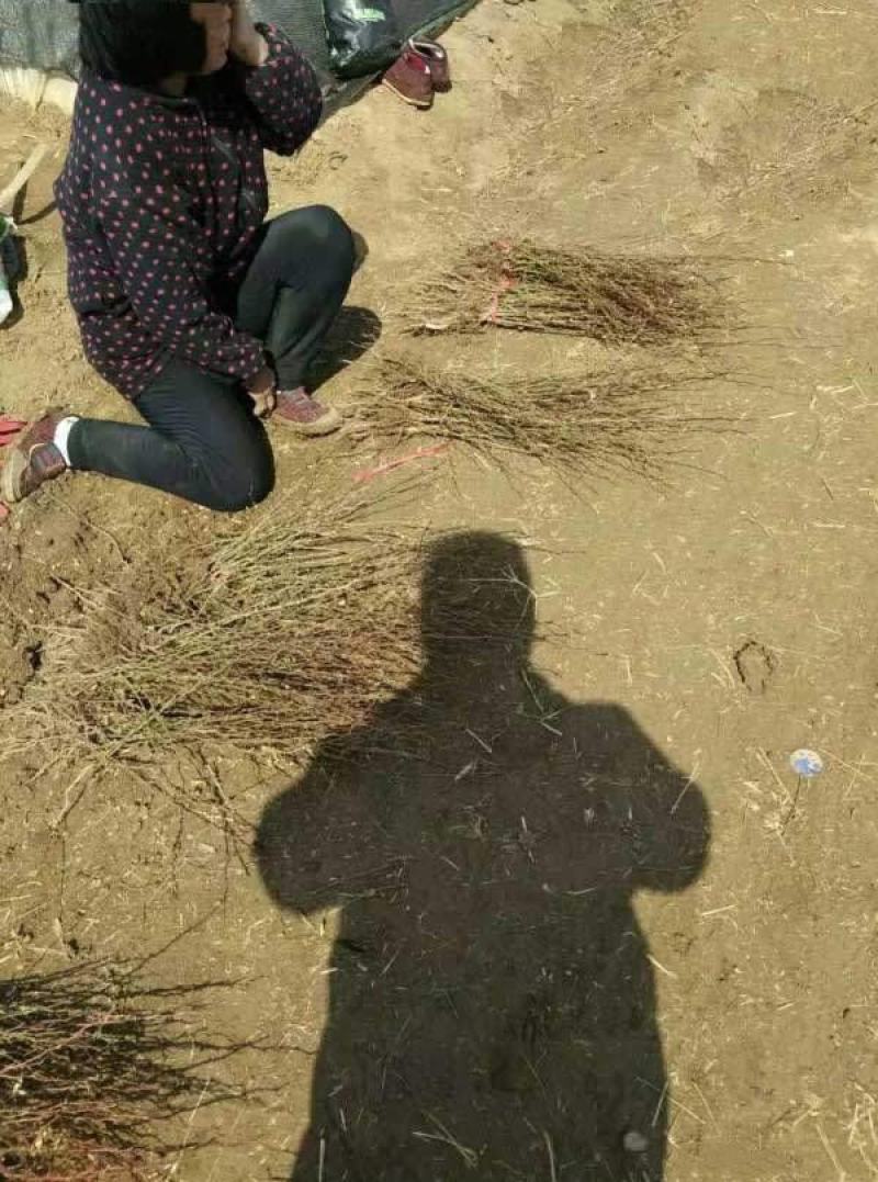 黄刺玫