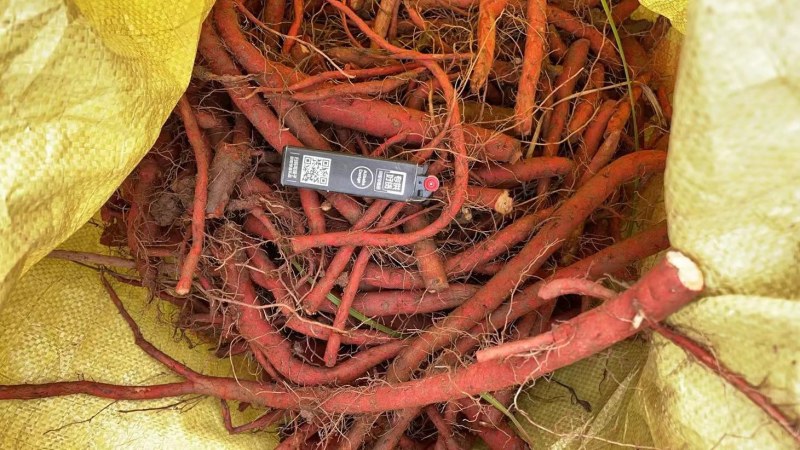 新出土的丹参丹参。以根条粗壮、干燥、色紫红、无芦头及须根
