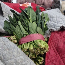 菠菜大量上市