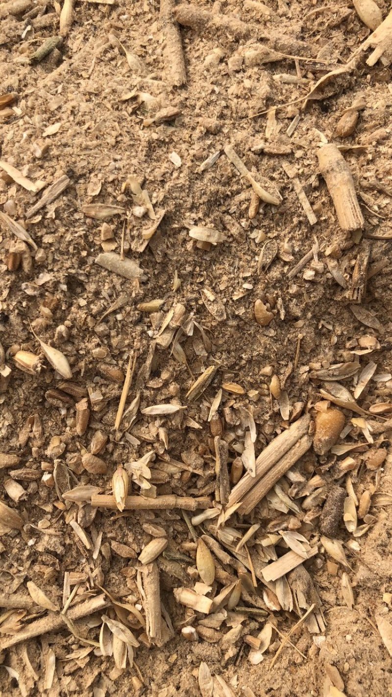 一级纯黄色麦毛，饭渣，碎玉米，碎小麦，草籽吗，麦土等。