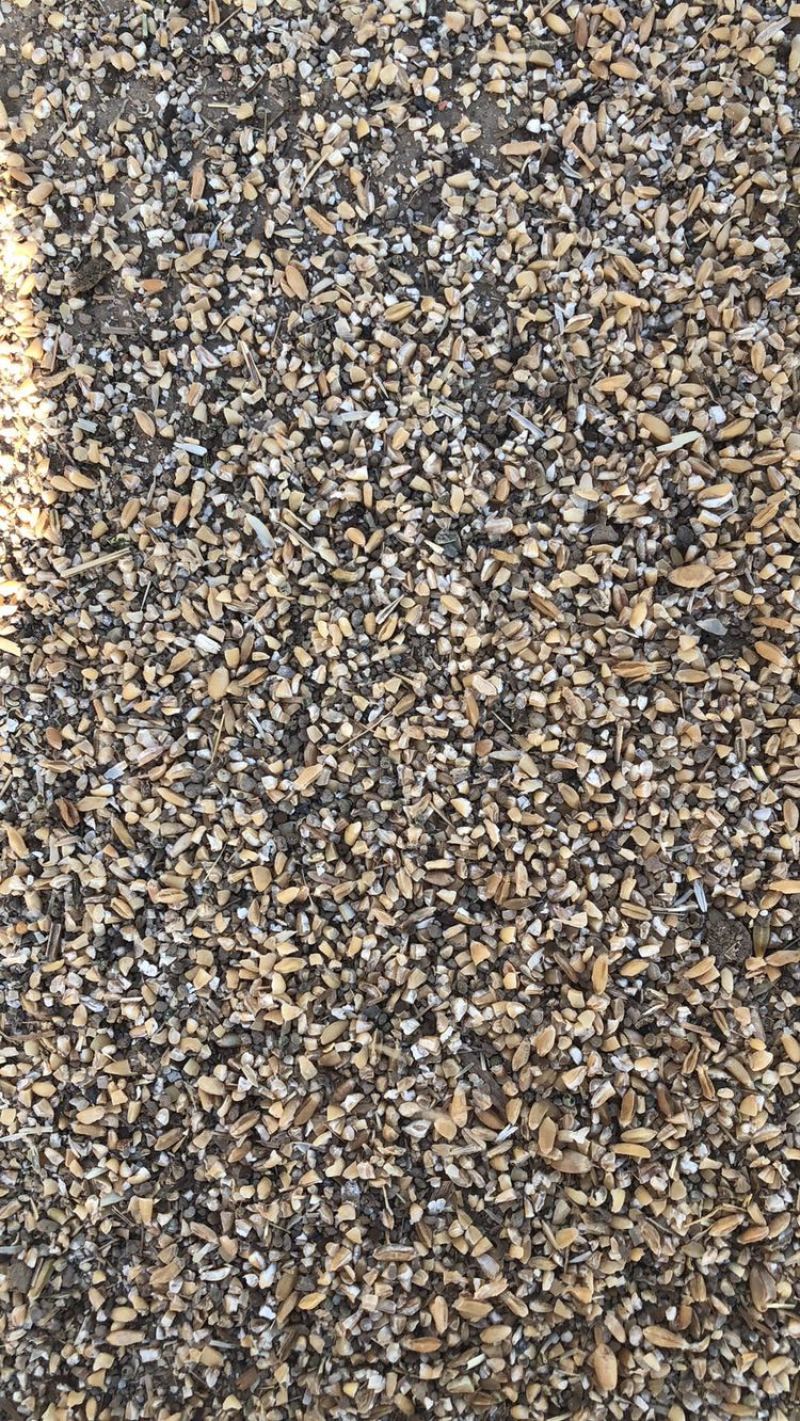 一级纯黄色麦毛，饭渣，碎玉米，碎小麦，草籽吗，麦土等。