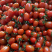 88小柿子🍅釜山88小番茄🍅圣女果爱情果玲珑果