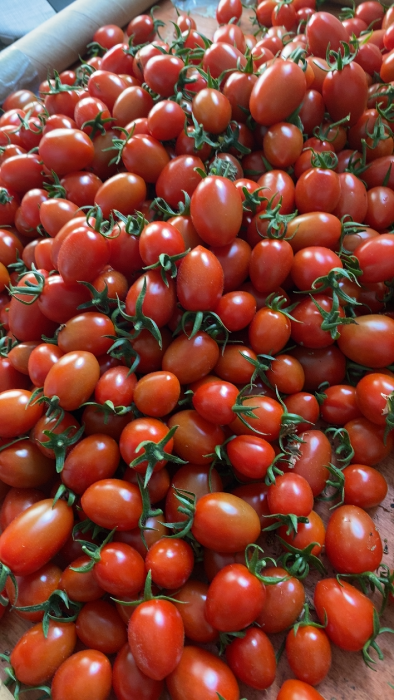 88小柿子🍅釜山88小番茄🍅圣女果爱情果玲珑果