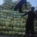 黄心大白菜丨河北大白菜丨精品大白菜丨基地直发大量供货
