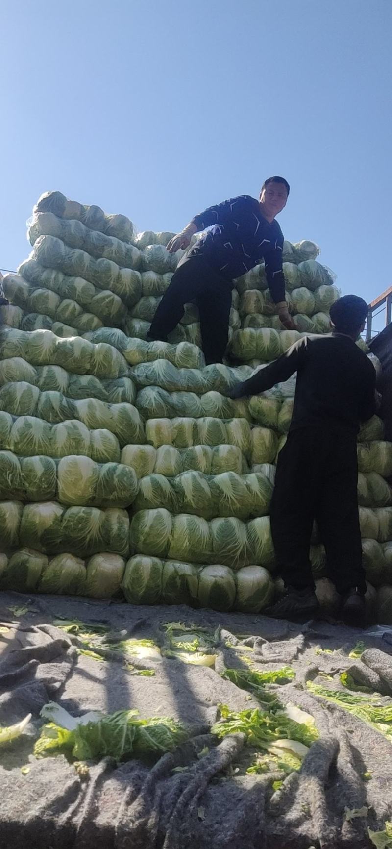 黄心大白菜丨河北大白菜丨精品大白菜丨基地直发大量供货