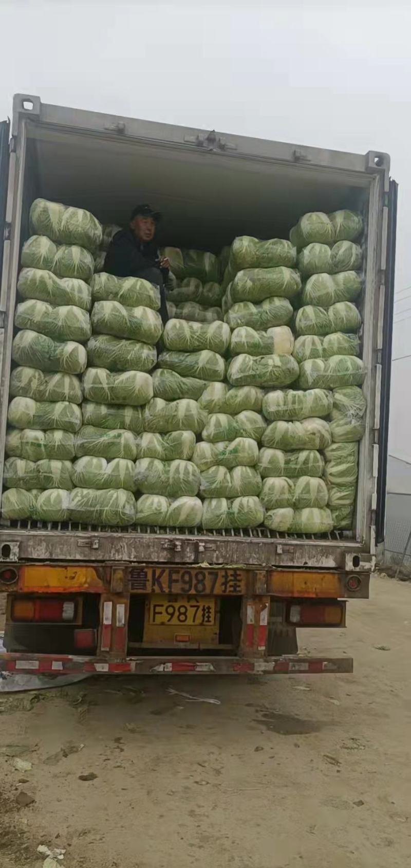 黄心大白菜丨河北大白菜丨精品大白菜丨基地直发大量供货
