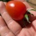 88小柿子🍅釜山88小番茄🍅圣女果爱情果玲珑果