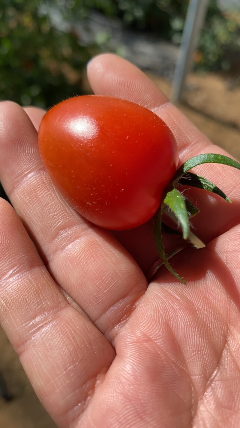 88小柿子🍅釜山88小番茄🍅圣女果爱情果玲珑果