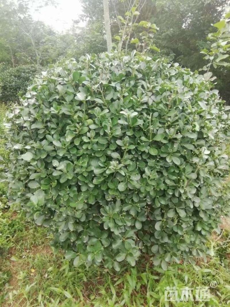 大叶黄杨球