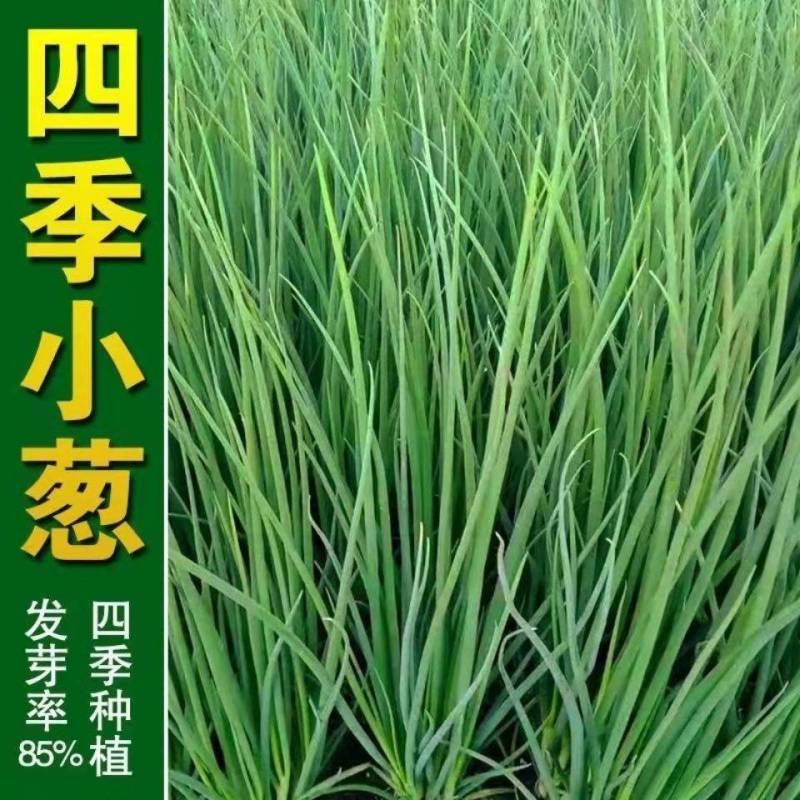 郑研小香葱四季种植小香葱种子批发味道鲜美产量高叶色浓绿