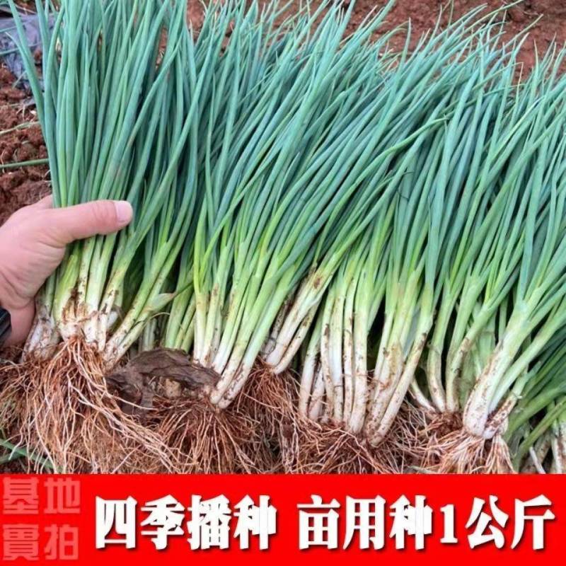 郑研小香葱四季种植小香葱种子批发味道鲜美产量高叶色浓绿