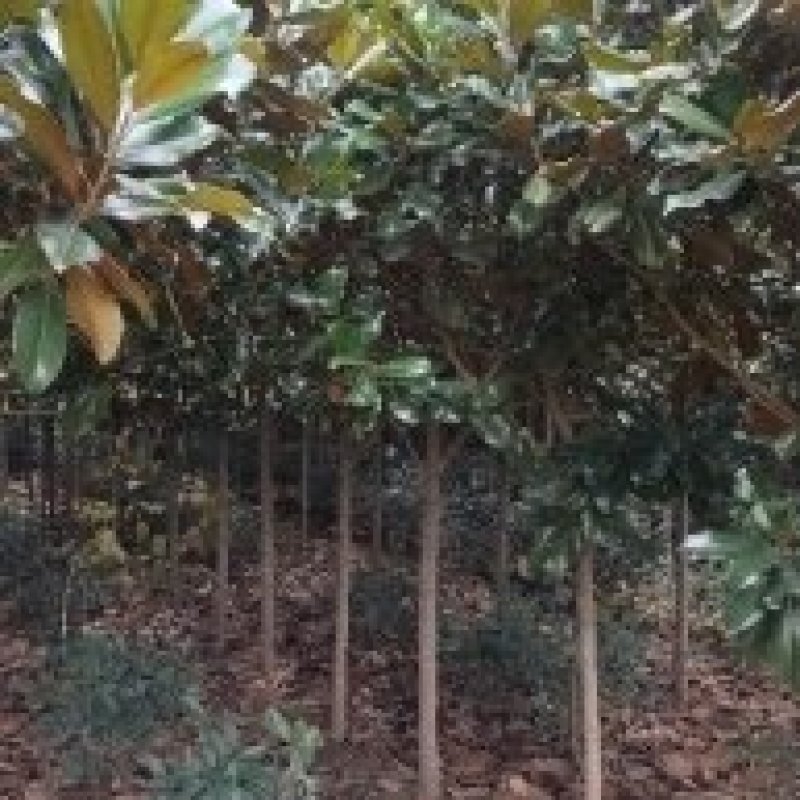 米径10公分精品广玉兰质量有保证！量大从优！