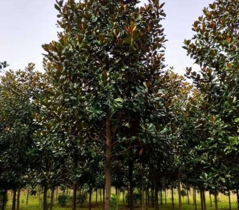 米径11公分精品广玉兰质量有保证！量大从优！