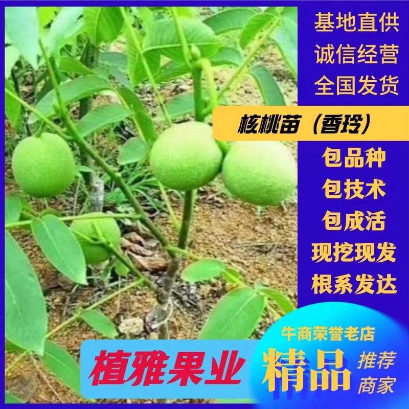 核桃苗陕西黄龙县山区旱地香玲核桃苗根系发达南北适宜。