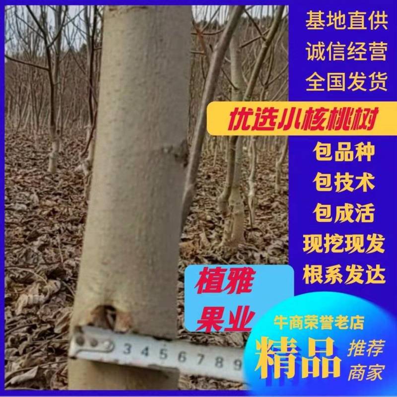 核桃苗香玲核桃苗陕西黄龙县山区旱塬地南北适宜上车快。