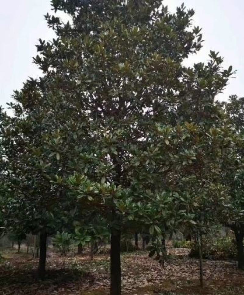 米径13公分精品广玉兰质量有保证！量大从优！