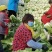大量供应新白菜