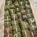 蔷薇段，30元一百根，可以嫁接，可以直接扦插，0.5的粗
