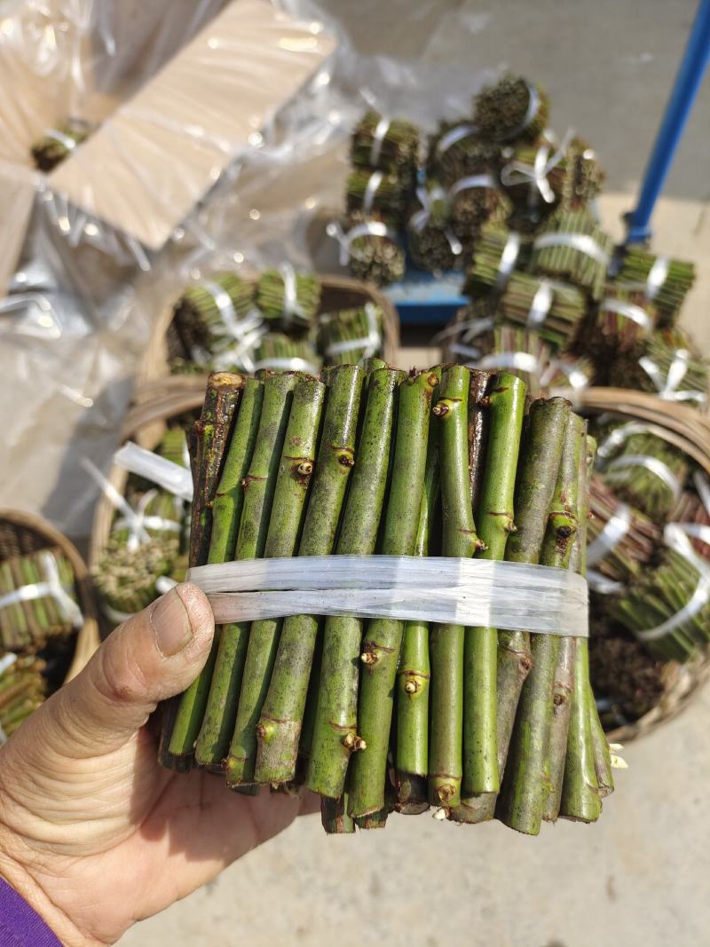 蔷薇段，30元一百根，可以嫁接，可以直接扦插，0.5的粗