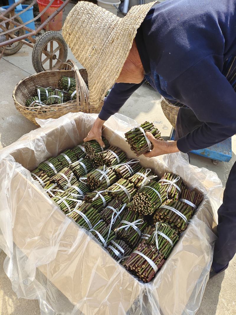 蔷薇段，30元一百根，可以嫁接，可以直接扦插，0.5的粗