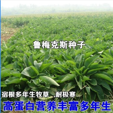 进口鲁梅克斯种子俄罗斯饲料菜多年生四季牧草产量高营养丰富