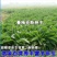 进口鲁梅克斯种子俄罗斯饲料菜多年生四季牧草产量高营养丰富
