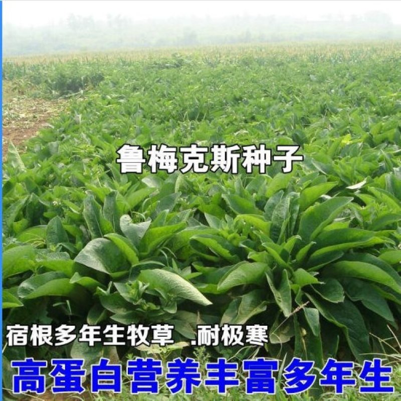 进口鲁梅克斯种子俄罗斯饲料菜多年生四季牧草产量高营养丰富