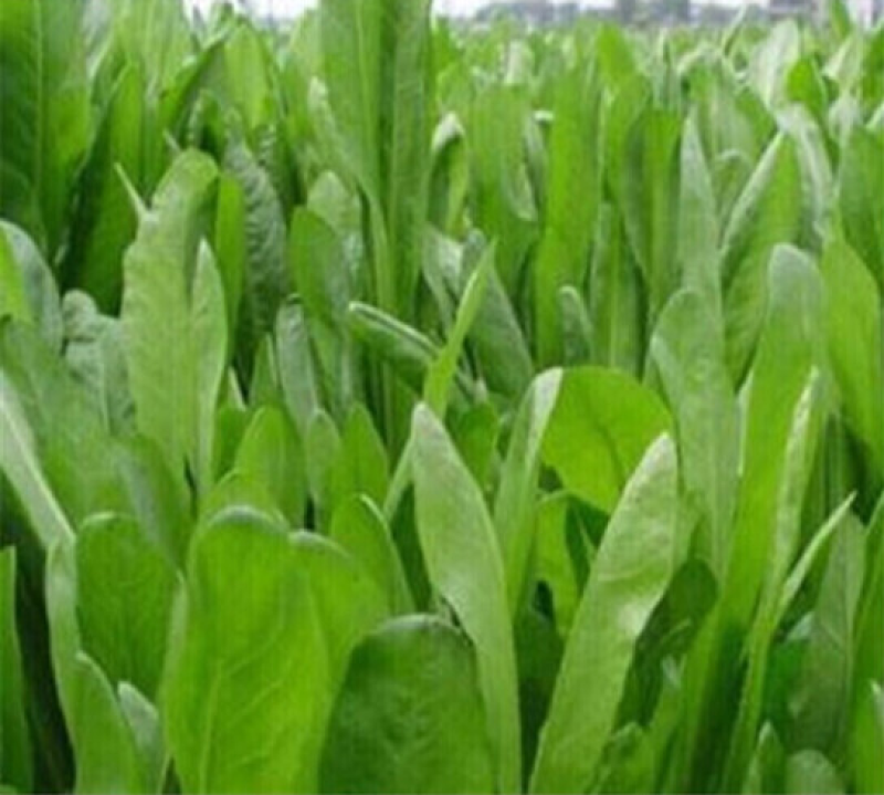 进口鲁梅克斯种子俄罗斯饲料菜多年生四季牧草产量高营养丰富