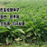 进口鲁梅克斯种子俄罗斯饲料菜多年生四季牧草产量高营养丰富
