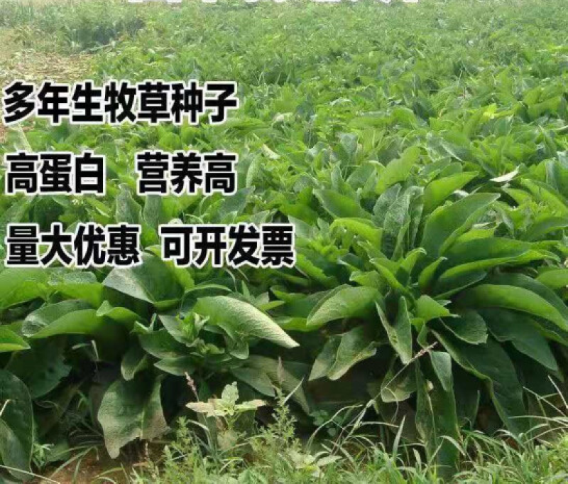 进口鲁梅克斯种子俄罗斯饲料菜多年生四季牧草产量高营养丰富