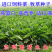 进口鲁梅克斯种子俄罗斯饲料菜多年生四季牧草产量高营养丰富