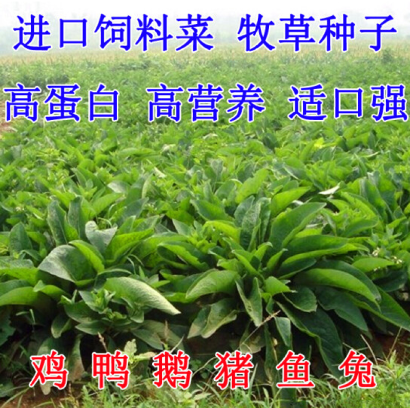 进口鲁梅克斯种子俄罗斯饲料菜多年生四季牧草产量高营养丰富
