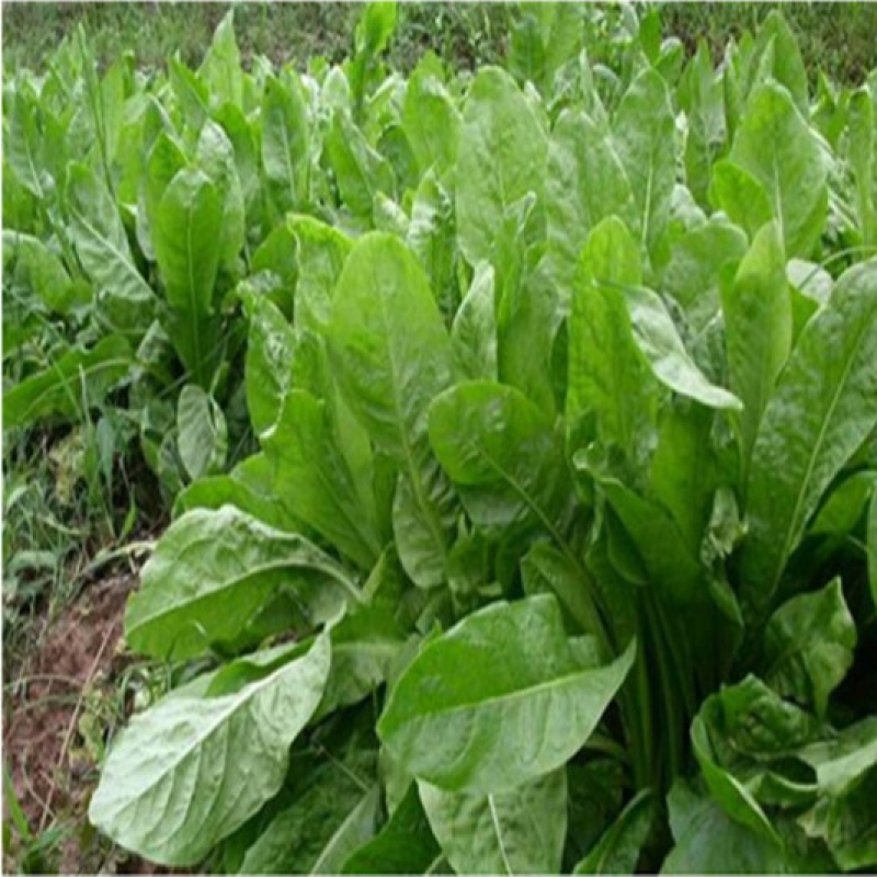 进口鲁梅克斯种子俄罗斯饲料菜多年生四季牧草产量高营养丰富