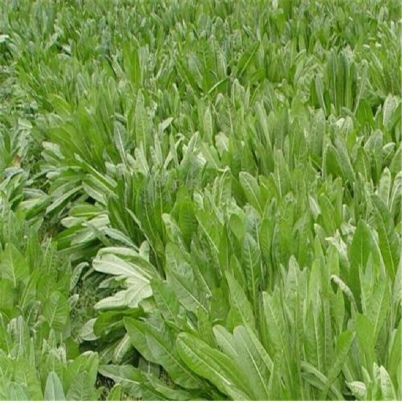 进口鲁梅克斯种子俄罗斯饲料菜多年生四季牧草产量高营养丰富