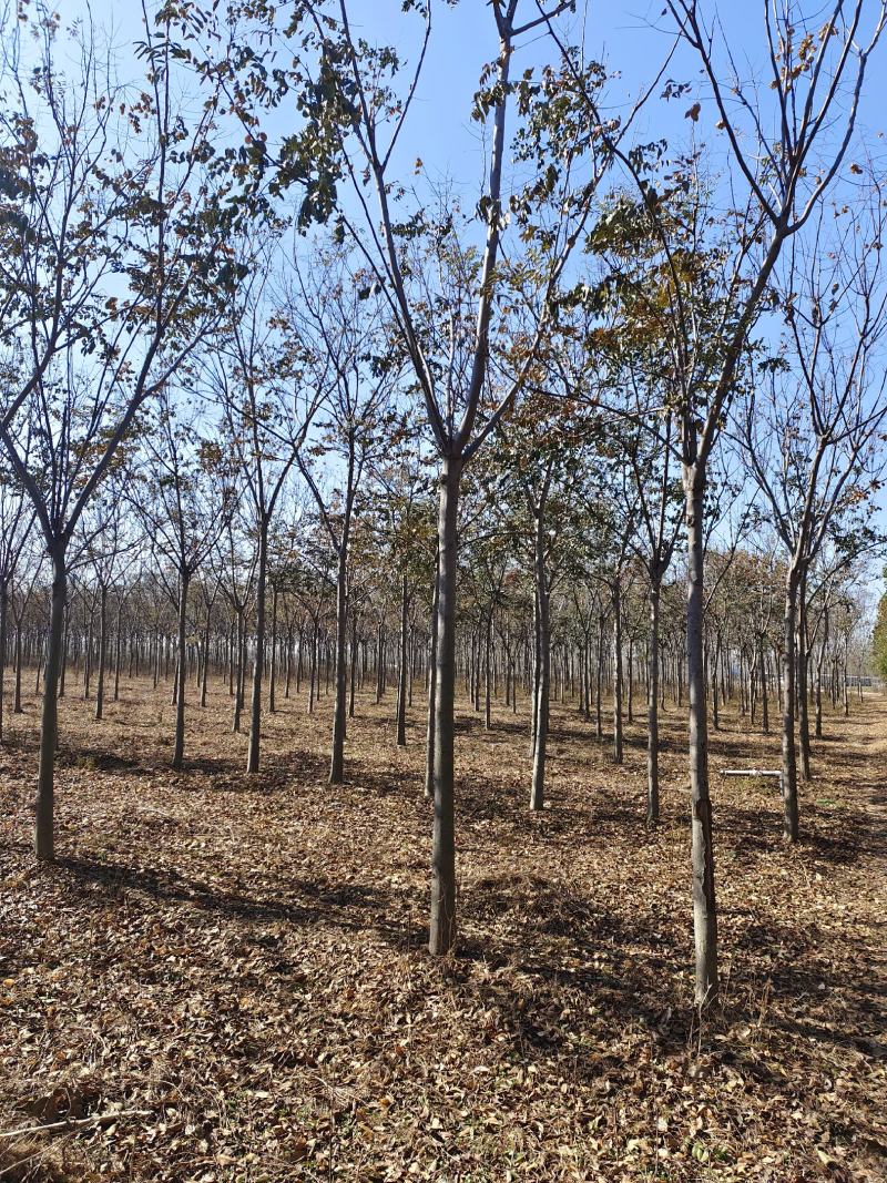 精品黄山栾10-15公分，高分支，1500亩开圃销售，