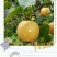 秋月梨预售采购越多就越优惠，各规格都有，品相好，信阳最