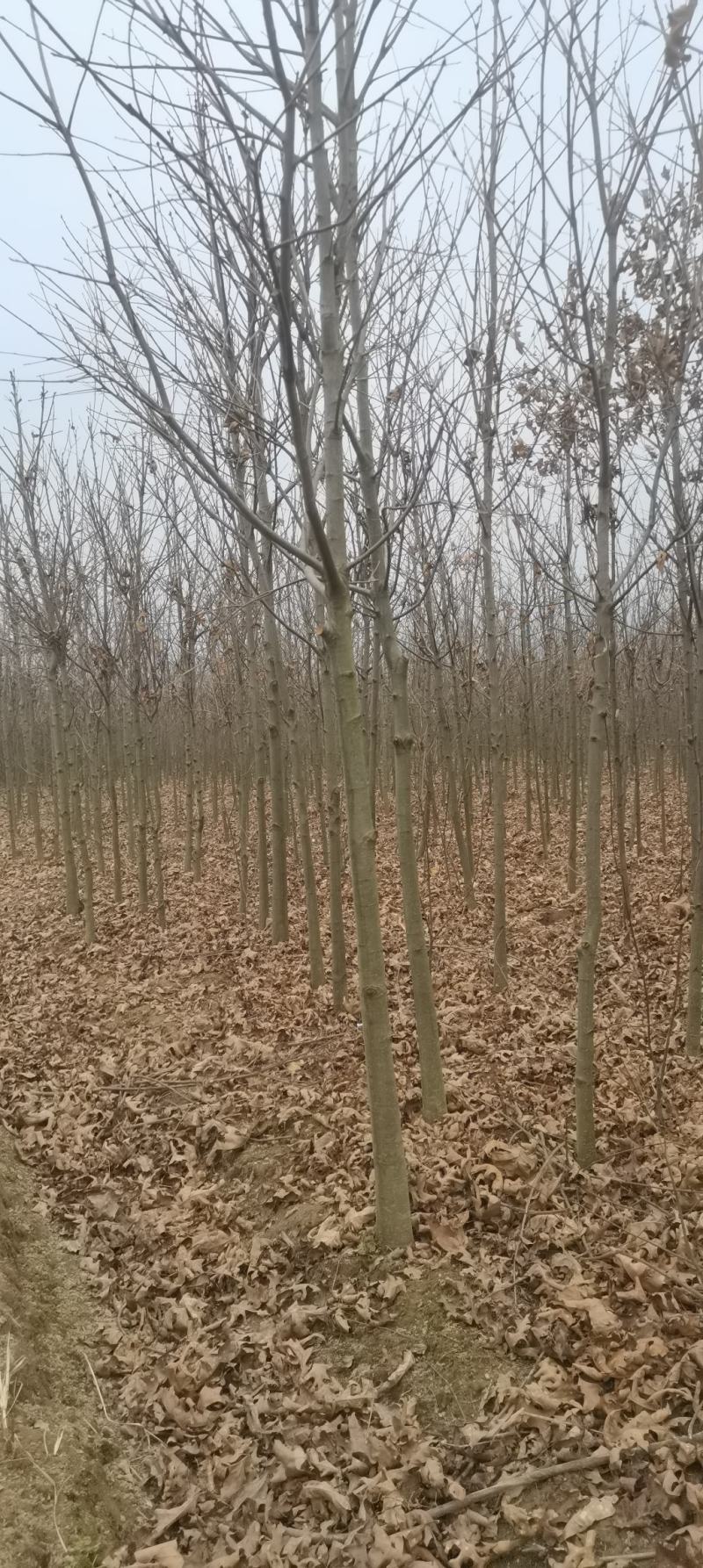 供应红橡橡树，娜塔栎4公分