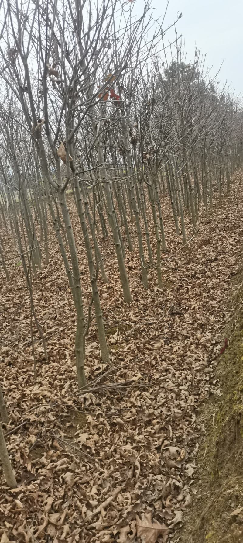 供应红橡橡树，娜塔栎4公分