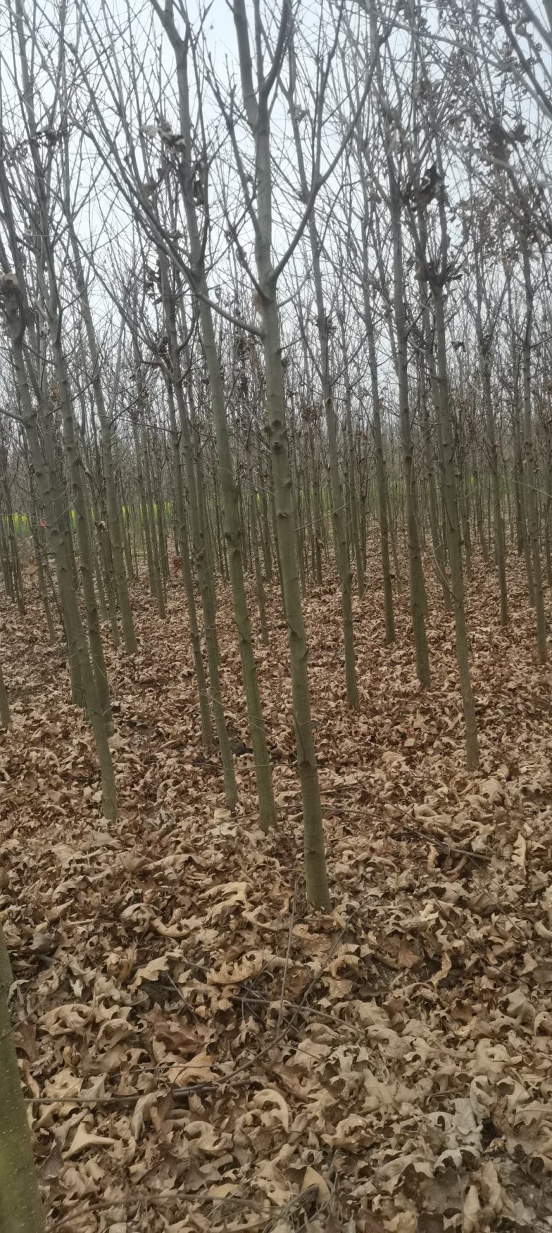 供应红橡橡树，娜塔栎4公分
