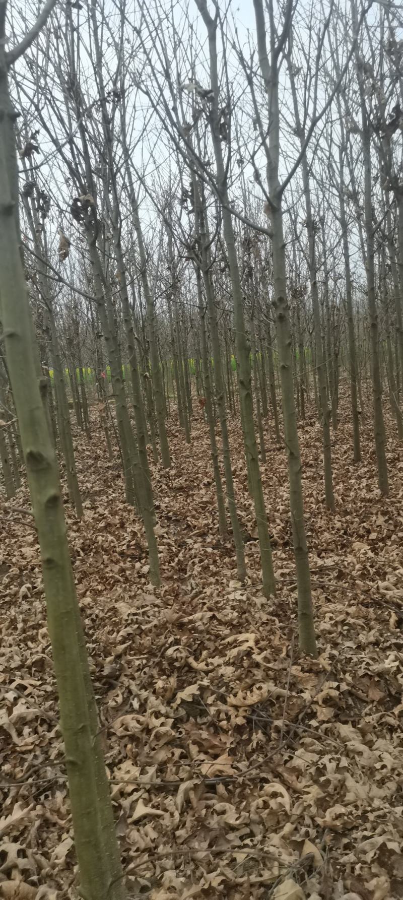 供应红橡橡树，娜塔栎4公分