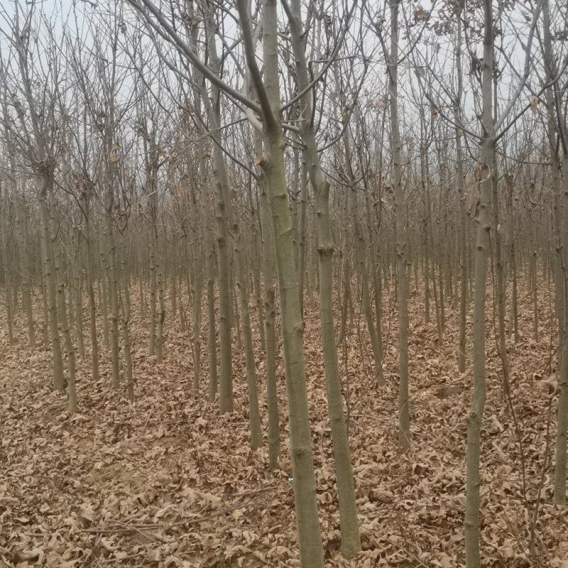 供应红橡橡树，娜塔栎4公分