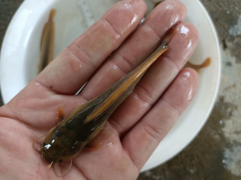 三黄塘角鱼苗-品种优良-生长速度快-抗病力强，产地直销