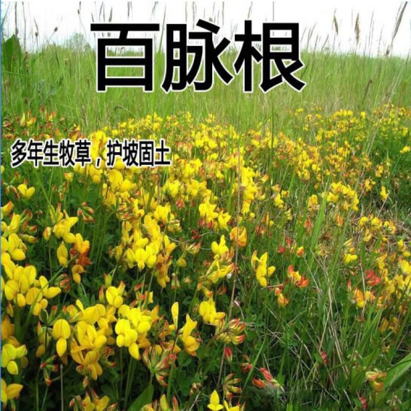 百脉根牧草种子牧草五叶草牛角花草高产量护坡固土耐盐碱耐旱