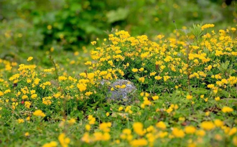 百脉根牧草种子牧草五叶草牛角花草高产量护坡固土耐盐碱耐旱