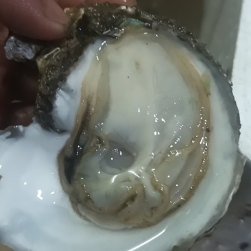 湛江生蚝全国发货
